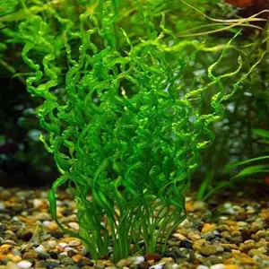 BUY 2 GET 1 FREE Corkscrew Sword! (Echinodorus Vesuvius)-Easy Live Aquarium Pond Aquatic Plant