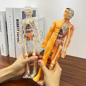 2026 New Arrival 30pcs Human Anatomy Model Set – Removable Organs Skeleton Torso for Science Classroom, TikTokShopBlackFriday Offer Back to School