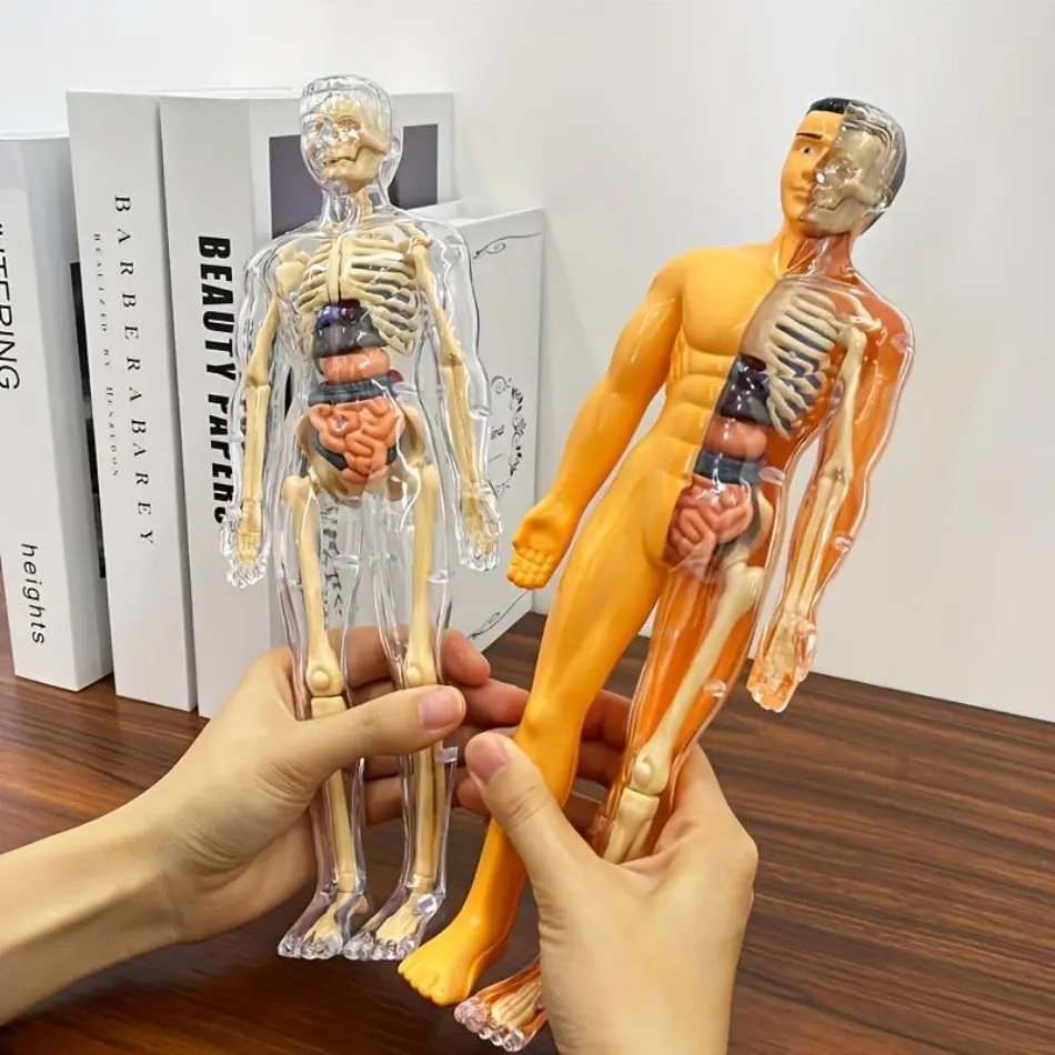 30-Piece Artificial Human Torso Model Set with Removable Organs for Student Science Classroom Education