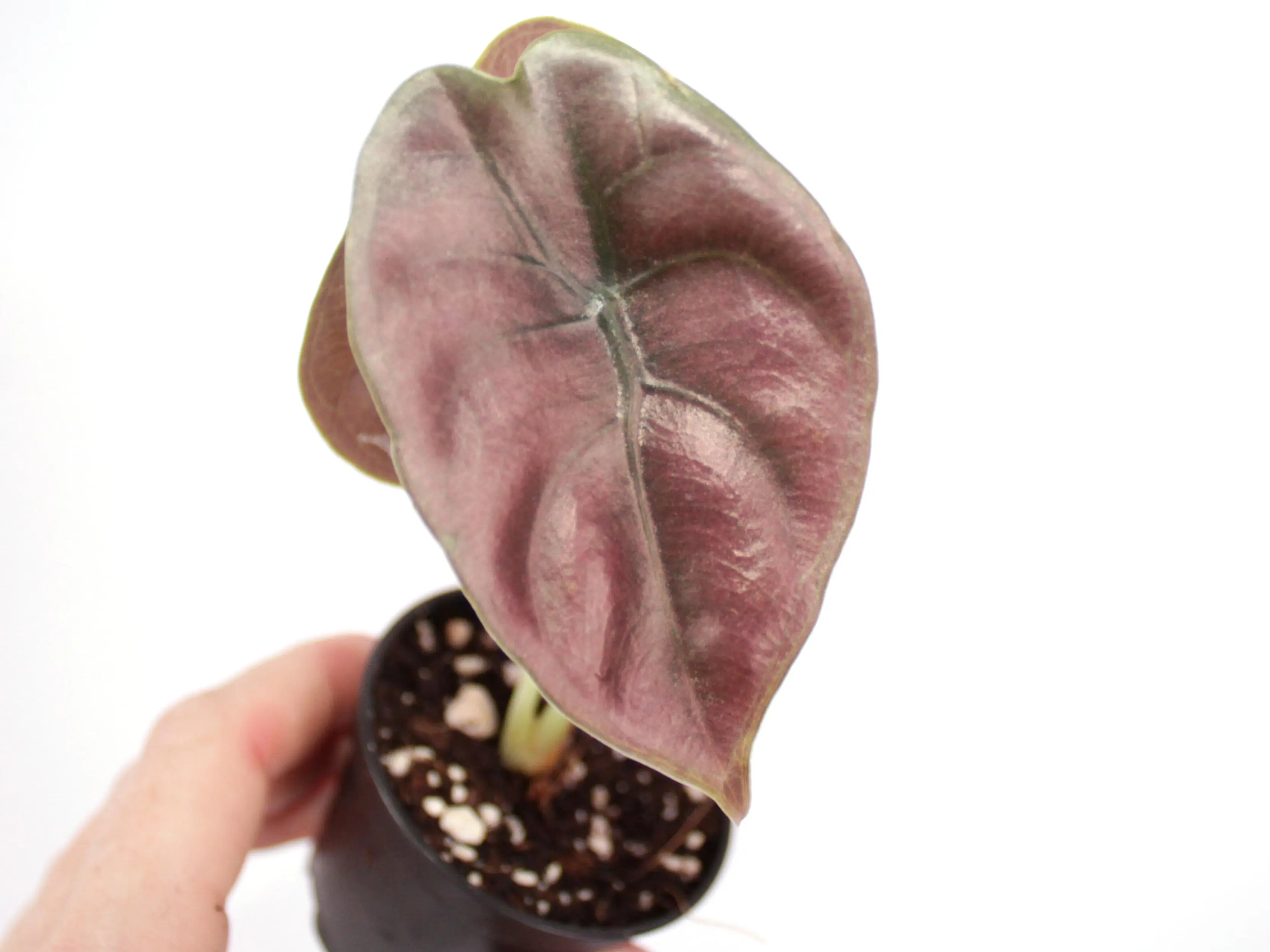 Alocasia Cuprea Red Secret Potted Live Plant 2in - Rare Exotic Houseplant - Metallic Foliage - Jewel Alocasia - Tropical Gift - Unique Indoor Plant - Elephant Ear - Iridescent - Large Leaves - Dark Colors - Burgundy, Red, Purple, Copper