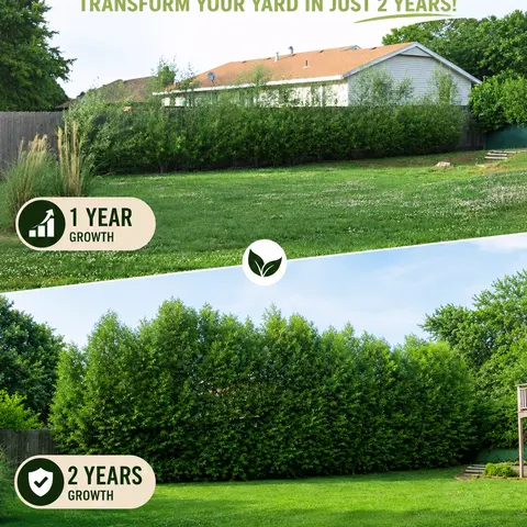 CZ GRAIN 10 Austree Hybrid Willow Live Outdoor Trees - Fastest-Growing Shade/Privacy Trees, Low-Care Growth, Oxygen Production, Weight, 12x9x1" Ship Pack, Versatile Home Improvement Garden Supplies