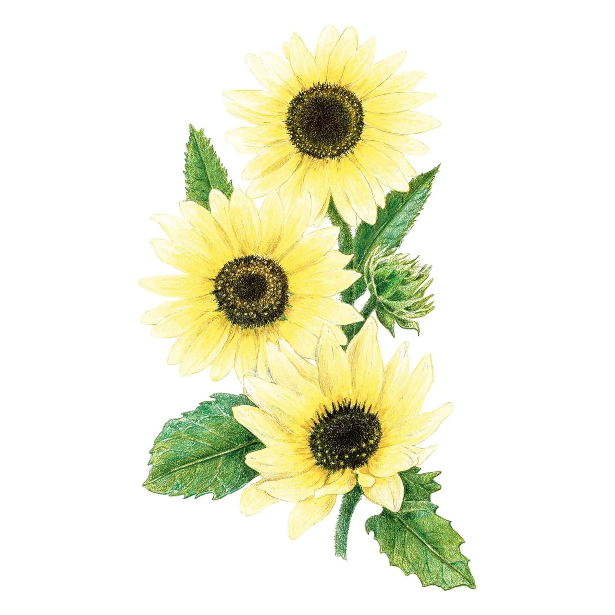 Vanilla Ice Sunflower Seeds, Edible Flowers, Drought-Tolerant, Easy to Grow for Pollinator Garden, Creamy Hue Garden Flower Seeds