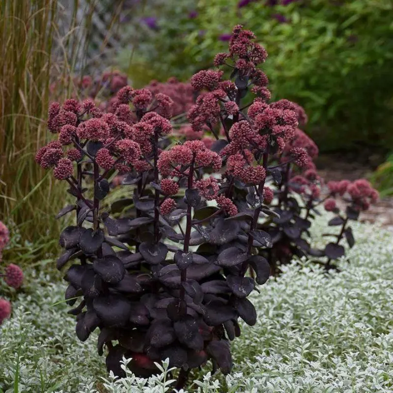 Night Embers Stonecrop Sedum