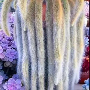 Monkey Tail Cactus, Hildewintera Colademonois, Rare Cactus