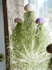 Mossfish Air Plant - Jellyfish - Airplant Design