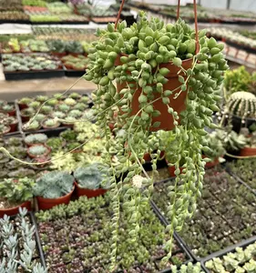String of Tears, Trailing Succulent, Hanging Plant in 6" pot