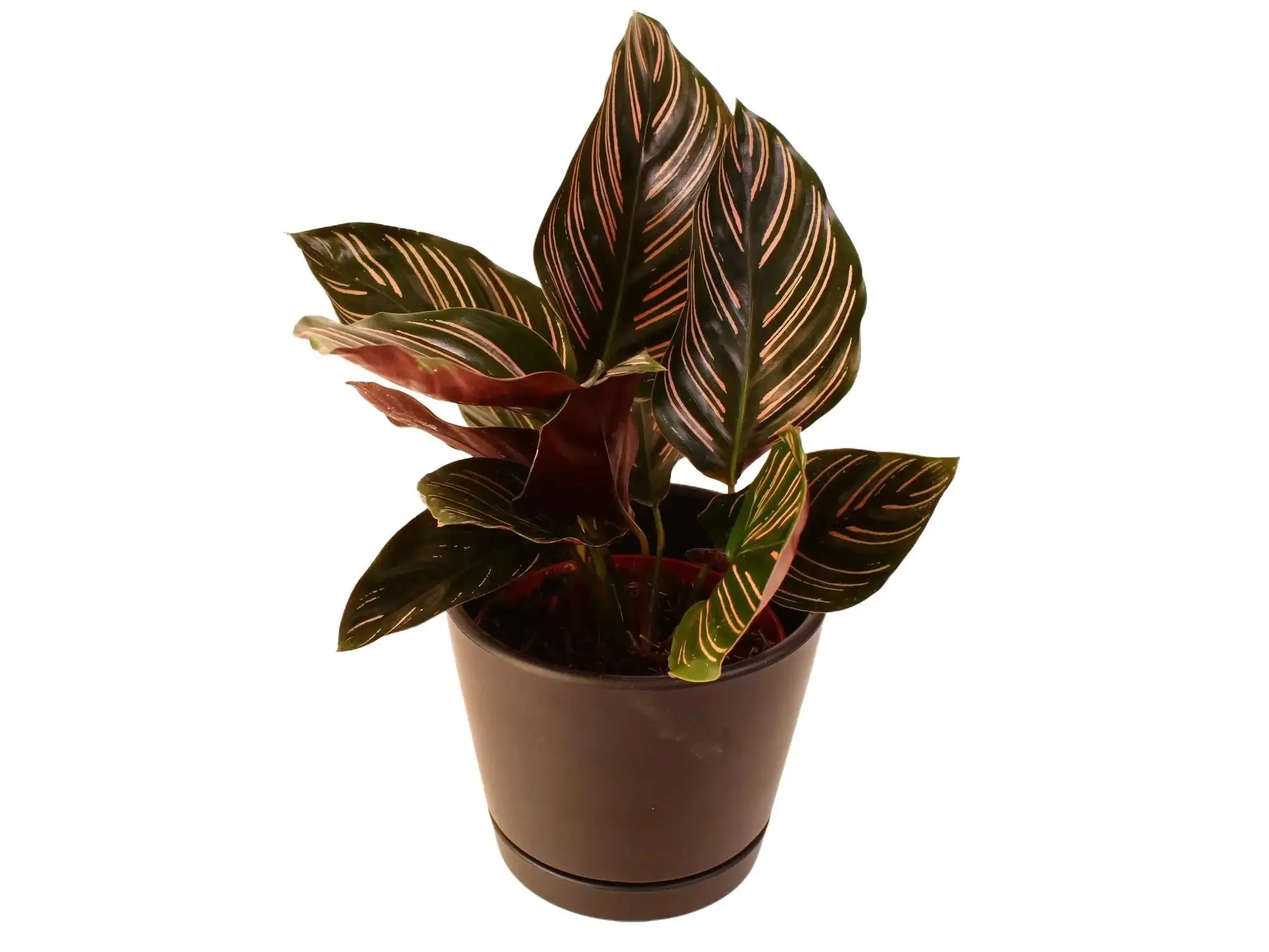 Calathea Ornata 4" Potted Live Plant - Goeppertia ornata - Pinstripe Calathea - Delicate Pink Stripes - Deep Purple Undersides - Exotic Prayer Plant - High Contrast Foliage - Unique Interior Accent - Elegant Tropical Vibe