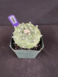 Astrophytum Asterias cv. Kikko Cactus