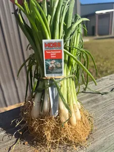 1015Y Texas SuperSweet Onion Plant Bundle | Short-Day Onion Plants | 50 Plants
