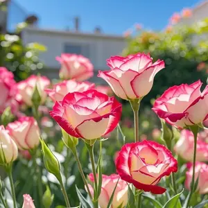 Rose-Edged Bicolor Eustoma Seeds (800pcs) – Beautiful Pink and White Flowers for Vibrant Gardens