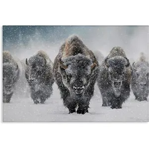 Stupell Industries Indomitable Bison in Snow Canvas Wall Art Design by Mark Kelso
