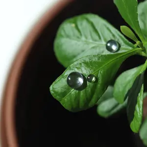 NAIL DROPLETS