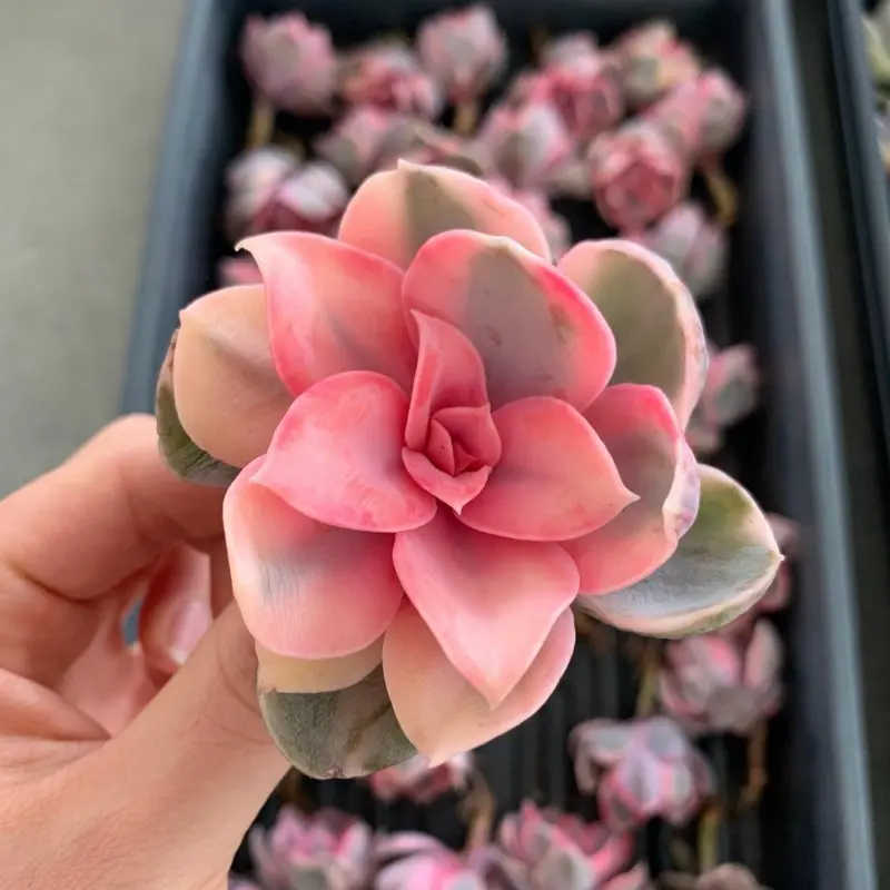 April Farm Special-Pick Live Succulents - Bare Root Healthy Plants for Your Home, Exclusive Checkout Listing with Shipping, Delivery, Live Streams Plant Selection & Customer Issue Resolution Support, Service