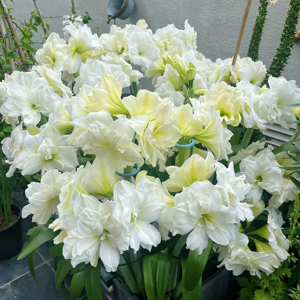 Large Alfresco Double Amaryllis Bulbs Multi Bloom Perennial Plant