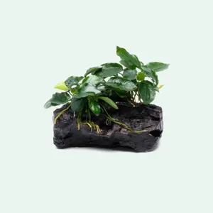 Anubias Nana Long Wavy Driftwood