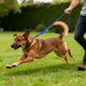 LED Dog Leash Rechargeable Light Up for Night Walks High Visibility Safety Leash for Small & Large Dogs with USB Battery & Multiple Modes