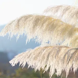 Giant White Pampas Grass Seeds - 1,000 Seeds - Ships from Iowa, Made in USA - Ornamental Landscape Grass or Privacy Plant