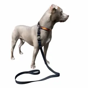 The Ready Leash Flame Edition – Premium No-Pull Dog Leash with Shock-Absorbing Elastic & Durable Nylon Webbing for Comfortable Walking