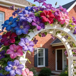 100 Pcs Clematis Flower Seeds for Planting – Vibrant Climbing Vine Variety for Garden Trellis, Fences & Backyard Landscapes (Seeds Only, Not Live Plants)