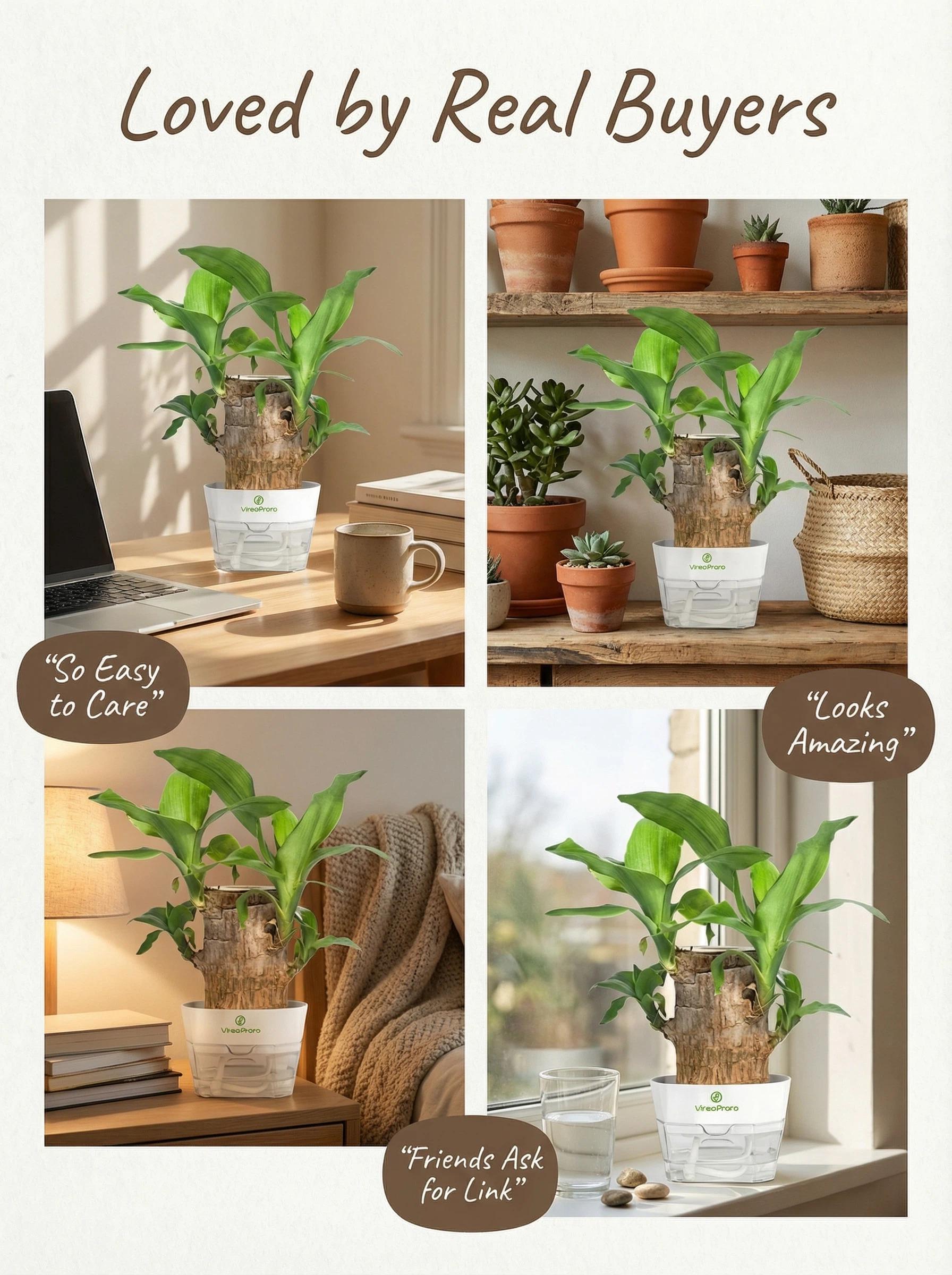 2026 New Brazilian Lucky Tree Live Plant – Easy Care Indoor Lucky Wood, Symbol of Good Fortune & Wealth, with Sturdy Base, Feng Shui Decor for Home, Office & Desk, Beginner-Friendly Houseplant & Unique Gift