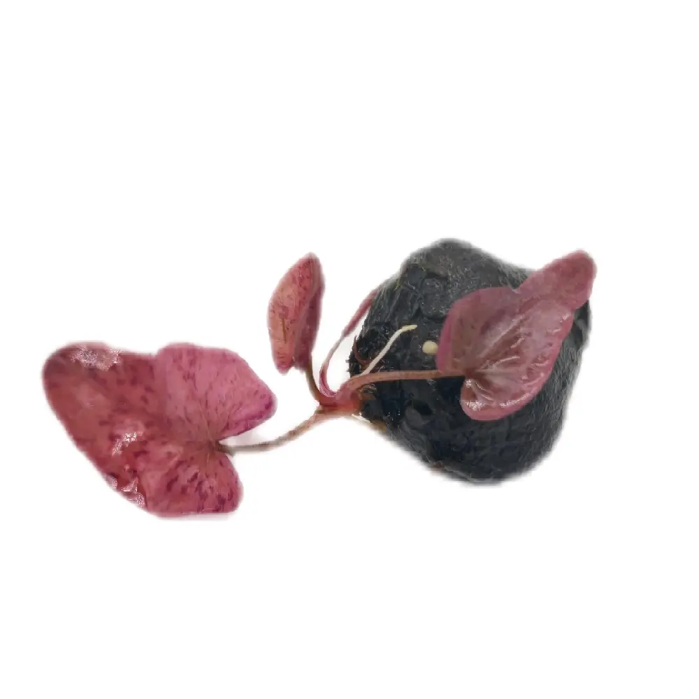 Tofu's Tanks Tiger Lotus - Live Aquarium Plant - grows red, pink, green, brown, maroon leaves with spots and stripes - high light and fertilizer makes brighter leaves and co2 makes larger leaves