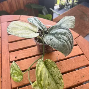 Scindapsus Hologram 4”