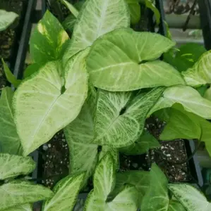 Arrowhead Plant ' White Butterfly' 1 Bare Root Plant