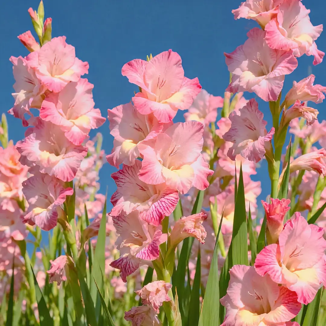 5PC  Pink Gladiolus Corms, Perennial Tall Flower Corms for Planting, Beautiful Cut Flower Bulbs for Outdoor Garden & Indoor Vase Decor