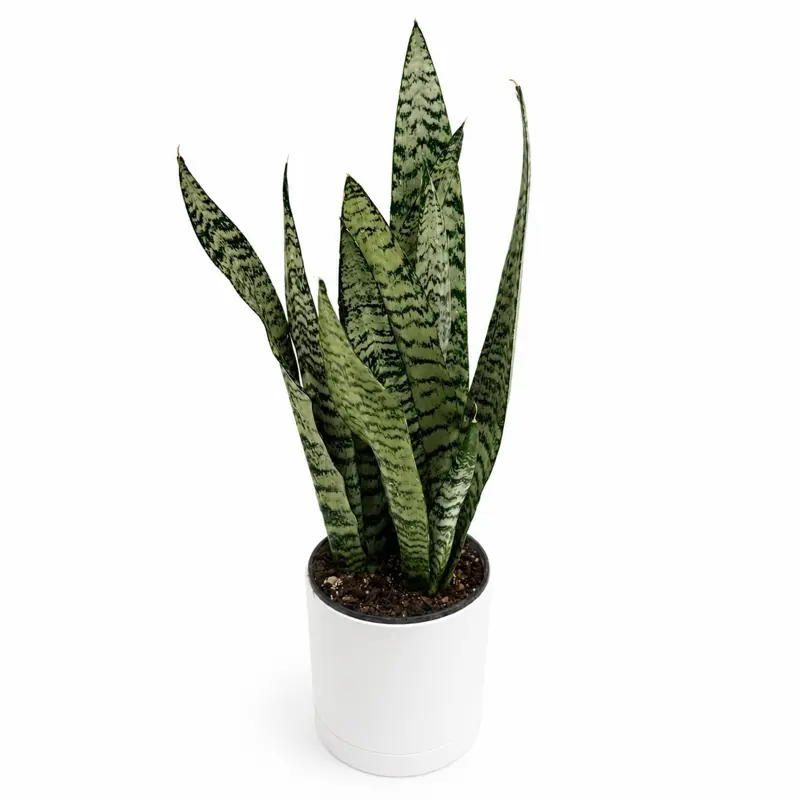 Xl Sanseviera Zeylanica Zebra 6" Pot Beginner Friendly House Plant Snake Zeylanica Air Purifier Low Maintenance