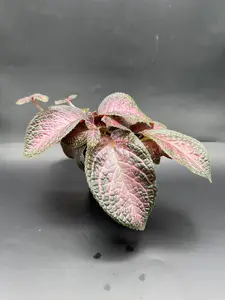 Episcia Purple Rain | 4 Inch Pot | House Plant | Live Plant | Decoration