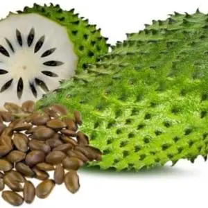 10+ Giant Soursop Heirloom Seeds: Annona Muricata, Flavorful Tropical Fruit for Your Home Garden