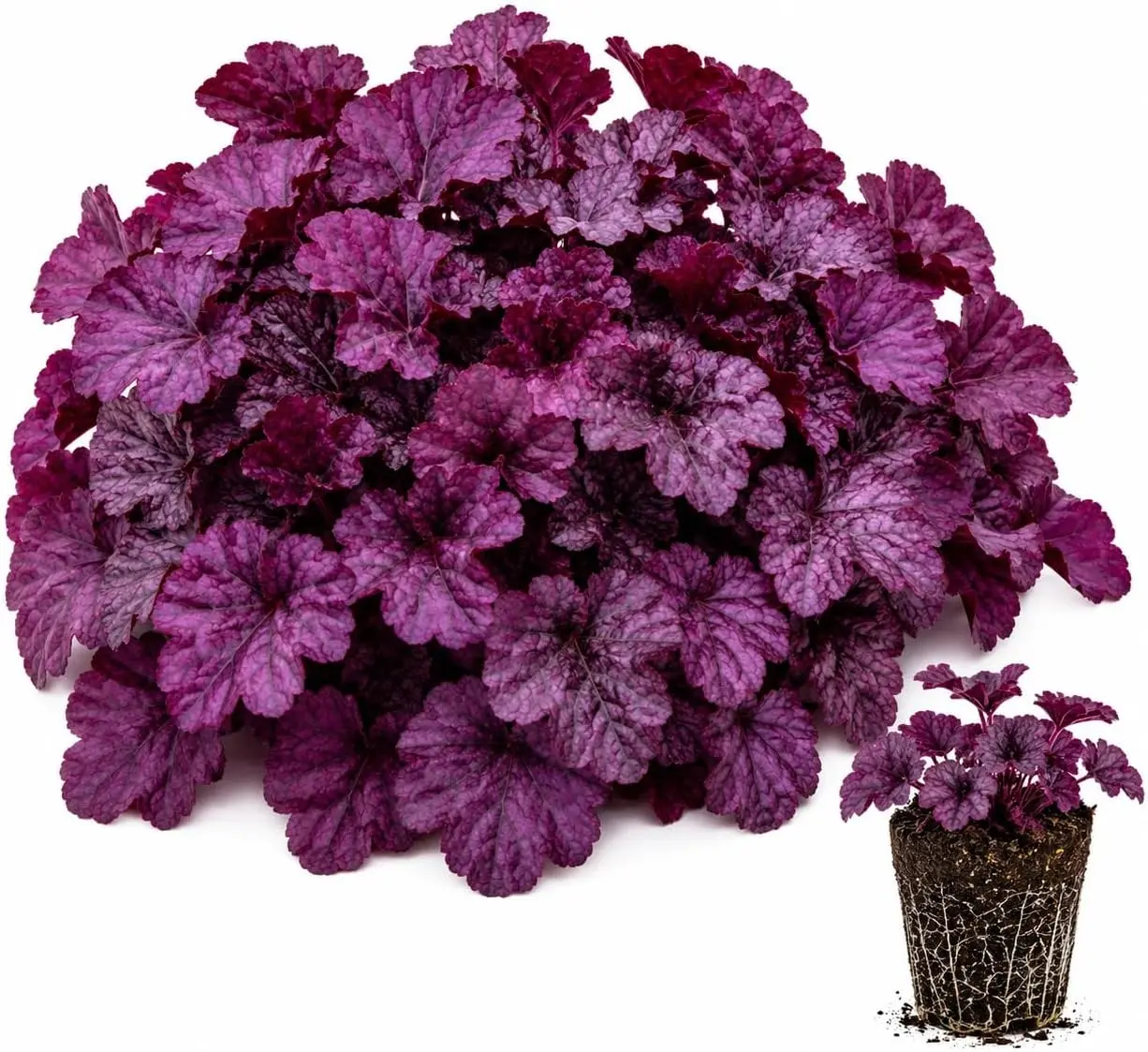 Wildberry Heuchera Live Starter Plant – Vibrant Berry Purple Coral Bells Perennial for Shade Gardens & Containers