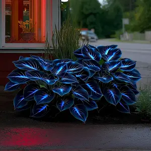 Hosta Seeds 800 pcs Vibrant Blue Leaves for Shaded Areas Easy Care Perennials for Summer Greenery Garden Addition Ideal for Shaded Areas