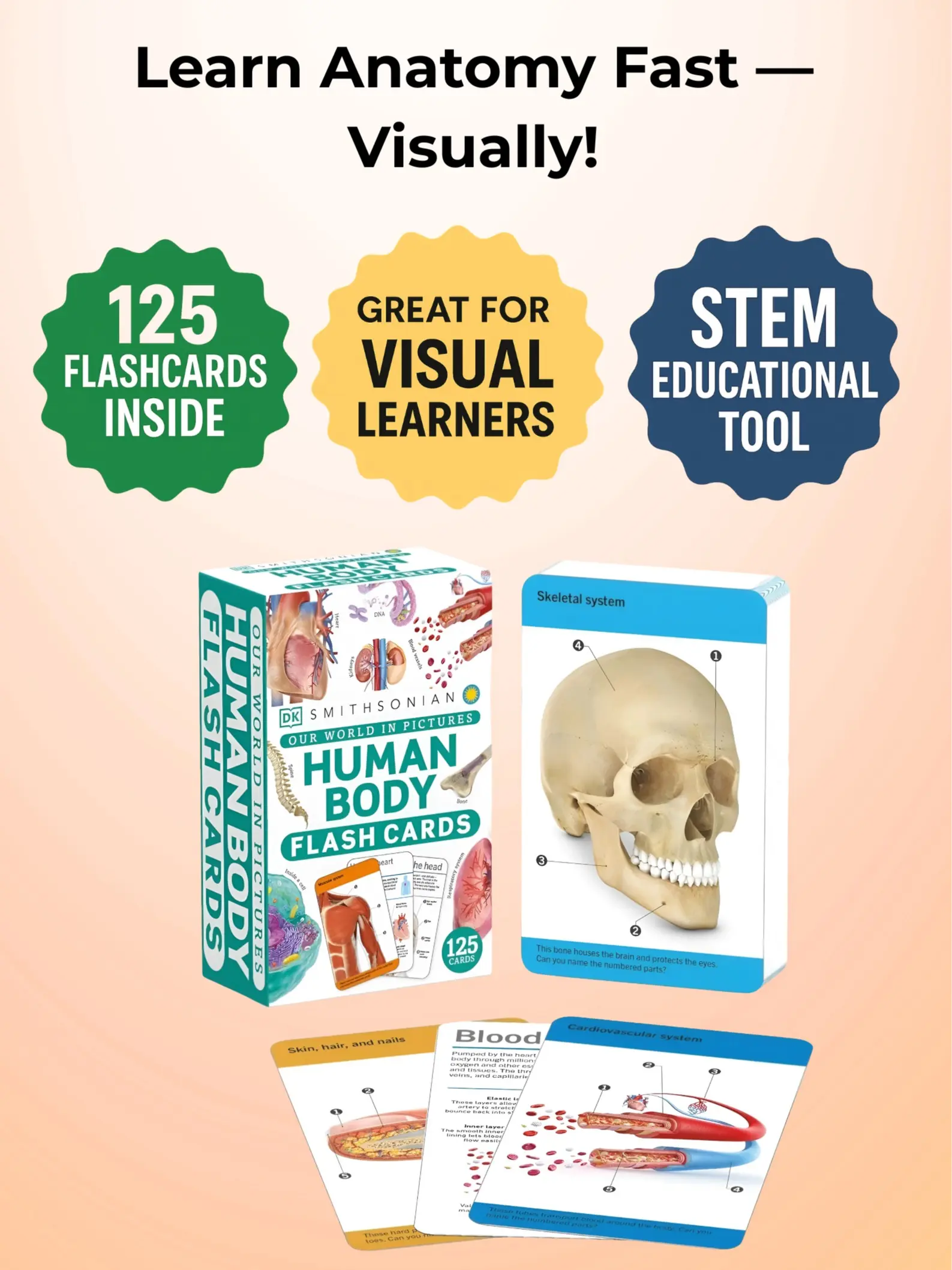 Anatomy Flash Cards – Visual Learning Set of the Human Body with Detailed Pictures and Terms / Flashcards For Studying