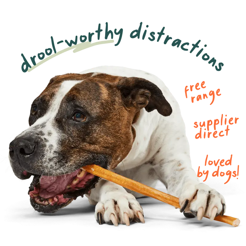 WOOF Free Range Bully Sticks, Odorless Single Ingredient Dog Chews From Grassfed Hormone Free Cattle, Long Lasting Dental Support Chews