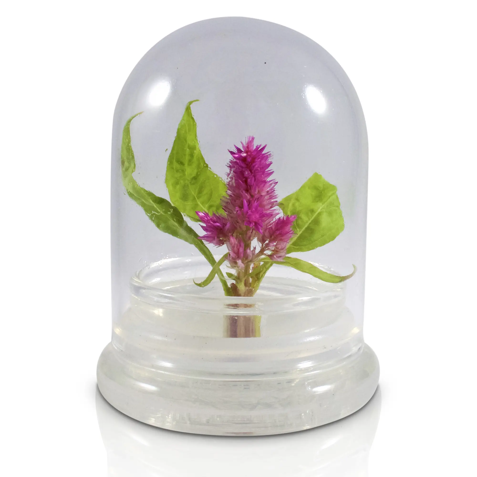 BLOOMIFY Celosia Flower Terrarium, Zero Care, Cockscomb, 4" Jar