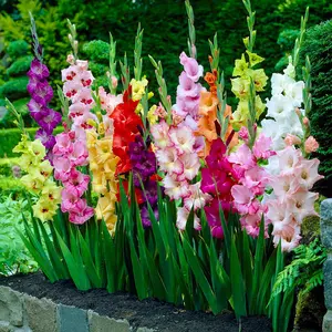 Mixed Color Gladiolus Seeds 1000+ Vibrant Sword-Like Flowers Easy to Grow Perennial Non-GMO Indoor & Outdoor Long Blooming Cold & Heat Tolerant Beginner-Friendly for Garden Balcony or Yard Beautification