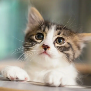 Sunshine Finger--shop