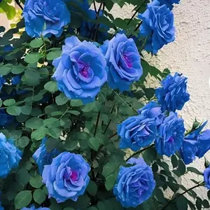 200PCS Blue Climbing Rose Seeds – Rare, Fast-Growing & Perennial Blooms for Stunning Garden Displays