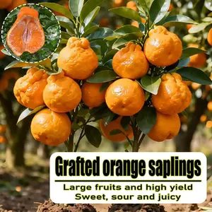 Grafted Ugly Tangerine Tree Saplings, Live Fruit Plant, Large Sweet Juicy Oranges, High Yield, Potted & Outdoor Garden Plant, Easy to Grow