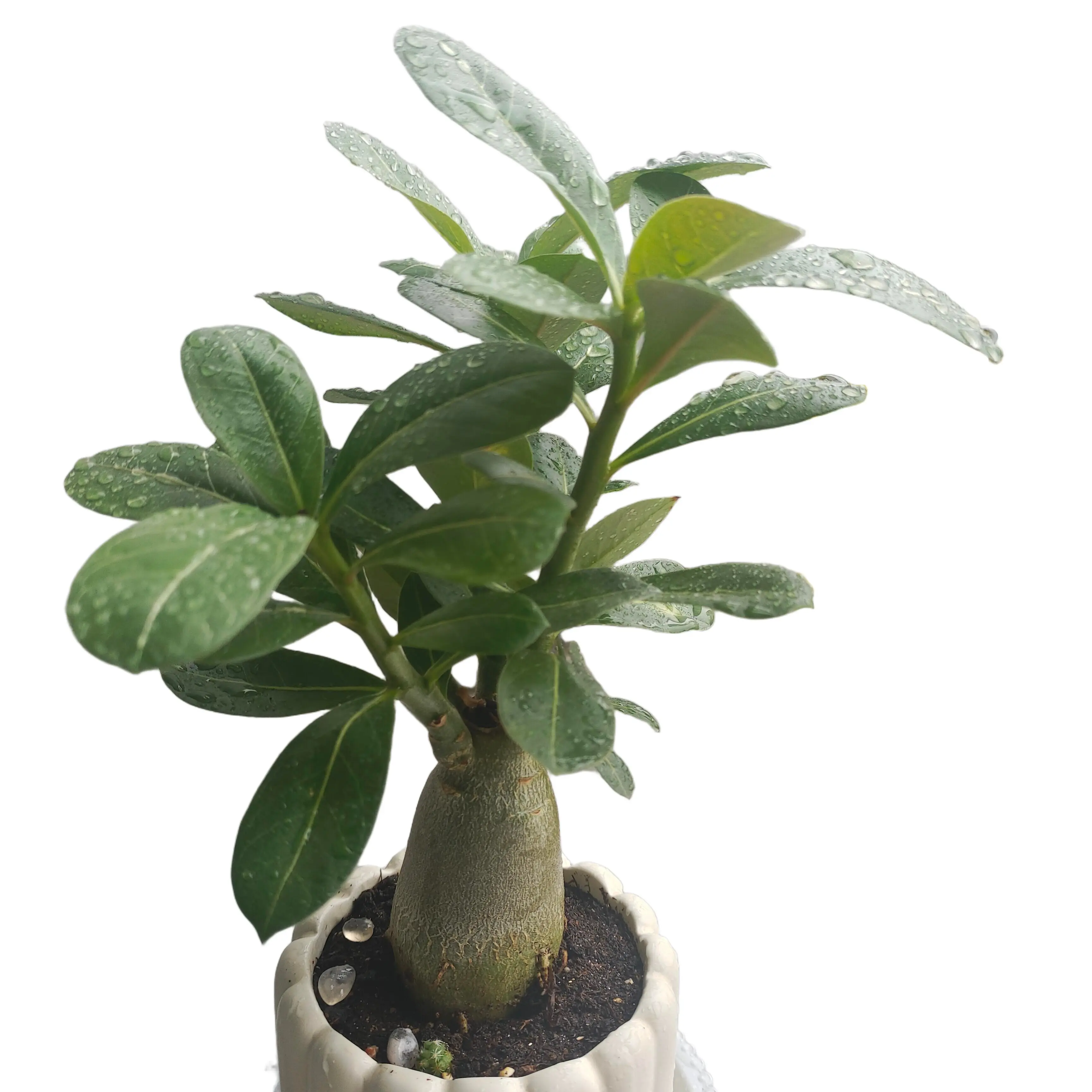(Adenium obesum) Hardy Adenium Obesum Desert Rose Tuber Indoor Outdoor Flower Bonsai No Frequent Watering Needed