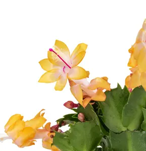Yellow Schlumbergera Plant - Holiday Cactus Plant - Christmas & Thanksgiving Cactus, Indoor/Outdoor, 3 Inch Pot