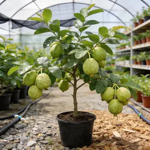Heirloom Non-GMO Guava sapling for Potted Plants Greenhouses & Outdoor Gardens Easy to Cultivate Fruit saplings Ideal for Gardening Enthusiasts