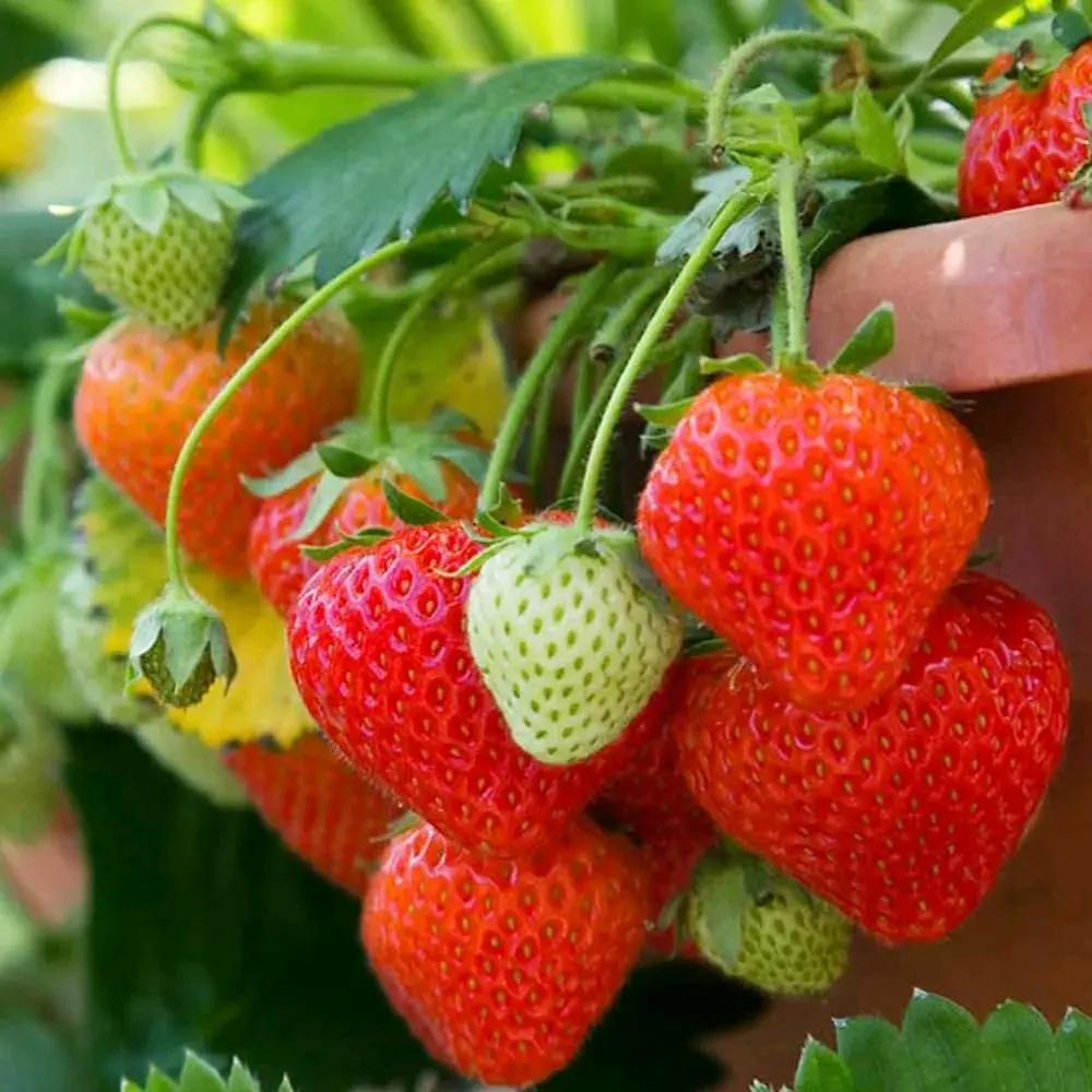 Strawberry Home Planting Seeds - 300+ Non-GMO Heirloom Organic Varieties, Full Sun Growth, Garden Supplies, Traditional Seed Preservation, Organic Seed Varieties