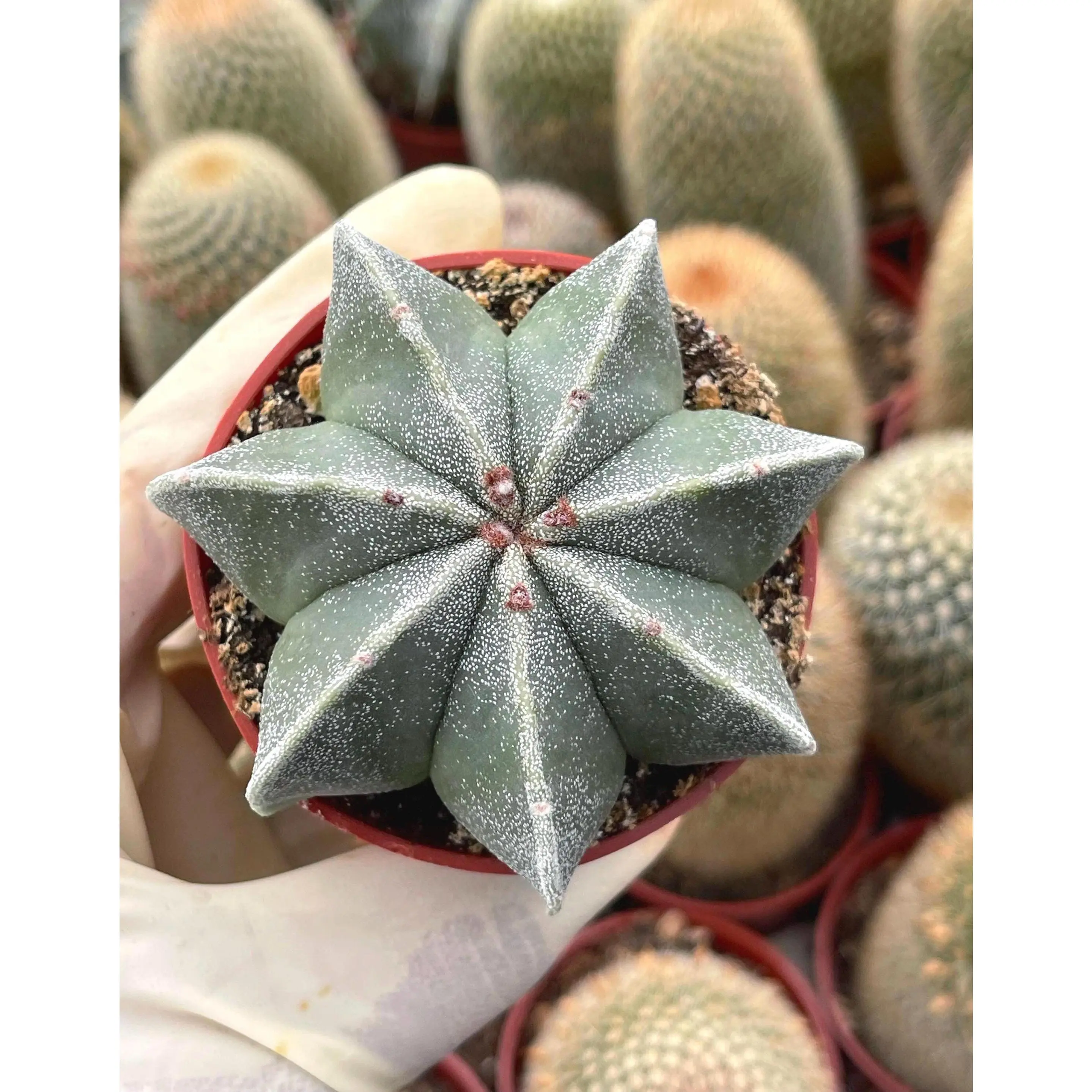 Astrophytum | Bishop Cap cactus | 5 ribbed | Live Plant