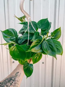 6" Philodendron 'Cordatum' (Hanging Basket)