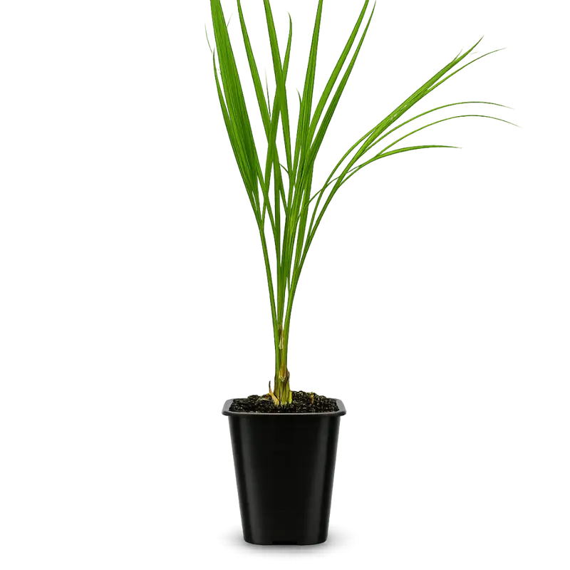 monstera mickey mouse Alocasia Mickey Mouse