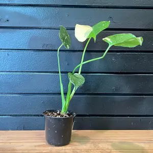 MONSTERA THAI CONSTELLATION 4 INCH POT