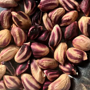 Wild Jungle Peanut Seeds (Arachis hypogaea) – Rare heirloom peanuts with striped shells and rich, earthy flavor. Grown in the Amazon and packed with nutrients—high in protein and ideal for roasting or raw snacking.