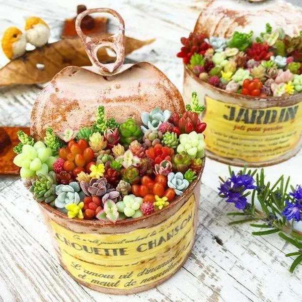 Mixed Succulent Seeds, 100seeds/pack